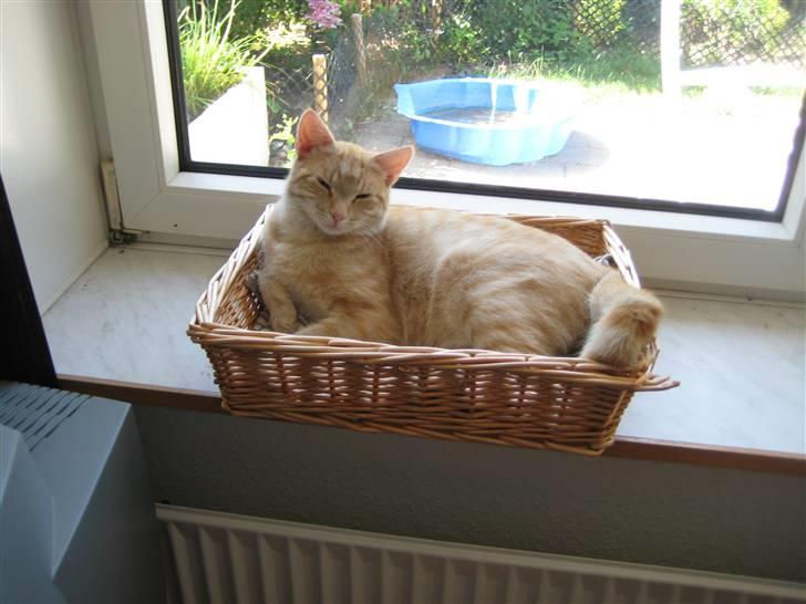 Huskat Bailey billede 12