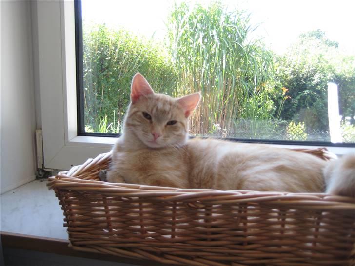 Huskat Bailey billede 13