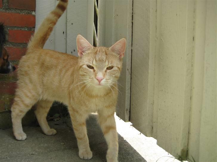 Huskat Bailey billede 14