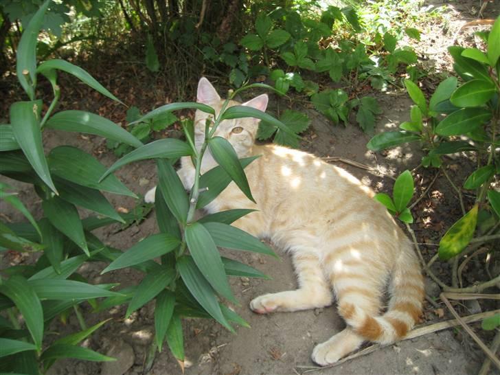 Huskat Bailey billede 15