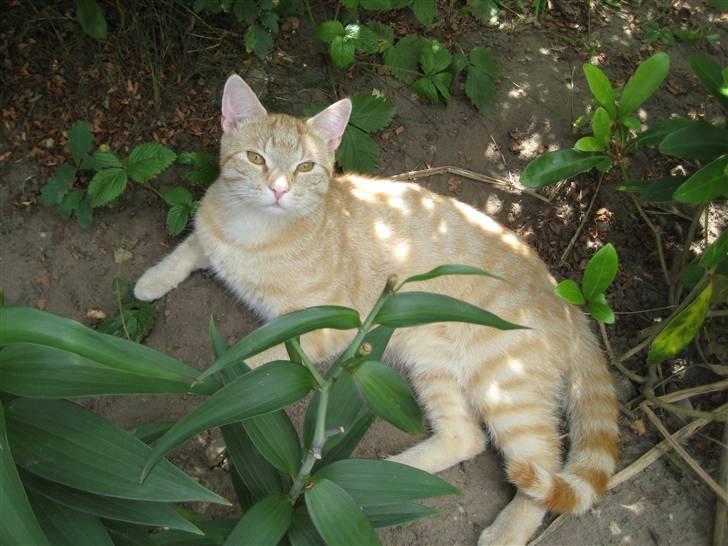 Huskat Bailey billede 16