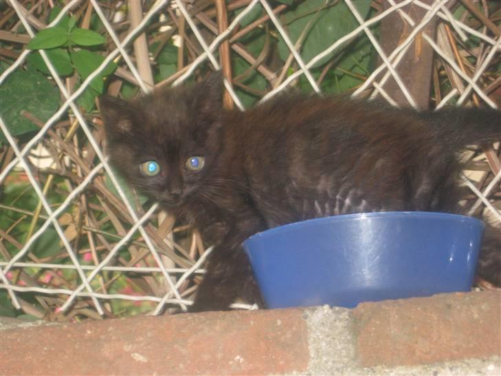 Huskat Jackson - Velkommen til, så lille har jeg engang været:) billede 1