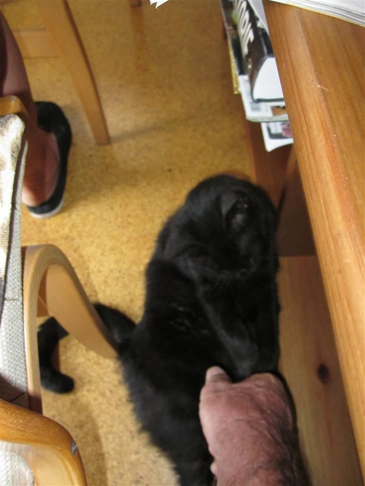 Huskat Jackson - Det var så hårdt at se tour de france, at der måtte holdes på ham:P billede 2