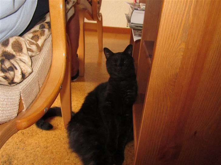 Huskat Jackson - Der er et billed af ham på en hylde, den er han lige gledet ned fra:) billede 3