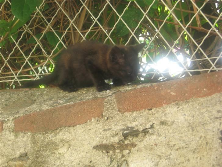 Huskat Jackson billede 5