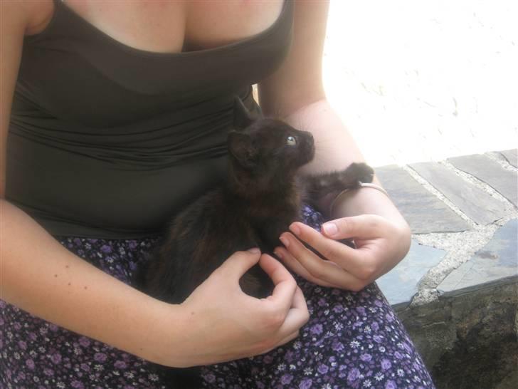 Huskat Jackson billede 6