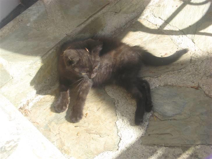 Huskat Jackson billede 8