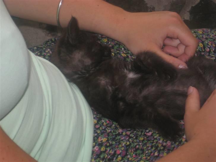 Huskat Jackson billede 10