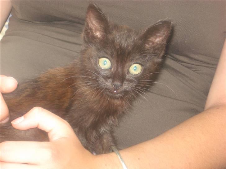 Huskat Jackson billede 11