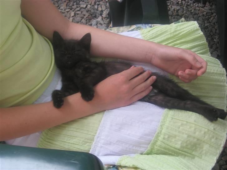 Huskat Jackson - meget træt lille kat:) billede 12