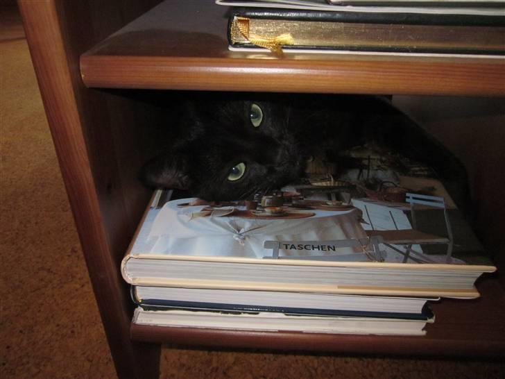 Huskat Jackson - Her lå han og sov under tour de france mens min papi og jeg så det:P billede 13