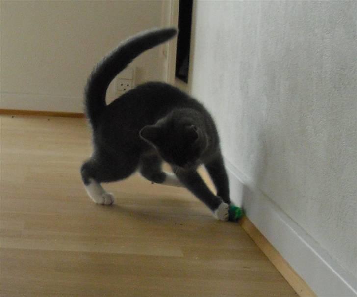 Huskat Møllerhusets Mille - Nu får den mus med mig at bestille!!! billede 7