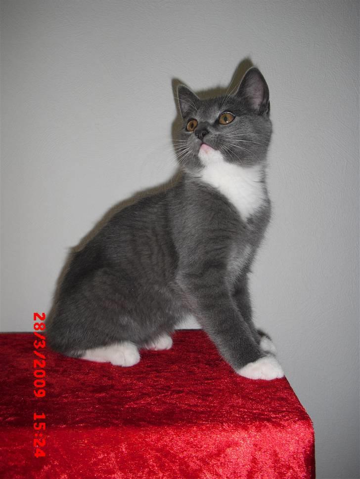 Huskat Møllerhusets Mille - Min storesøster ville lege fotograf og så skulle jeg sidde model. Ta´r jeg mig ikke godt ud?! :D billede 8