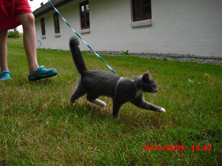 Huskat Møllerhusets Mille - Det er såå hyggeligt med en løbetur sammen med storebror (: billede 9