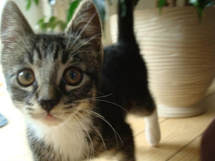 Huskat Frode billede 1