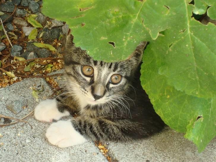 Huskat Frode billede 2