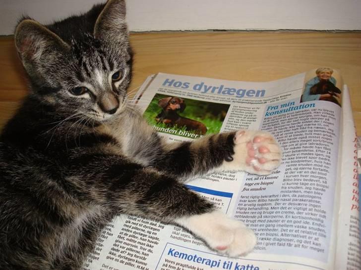 Huskat Frode billede 3