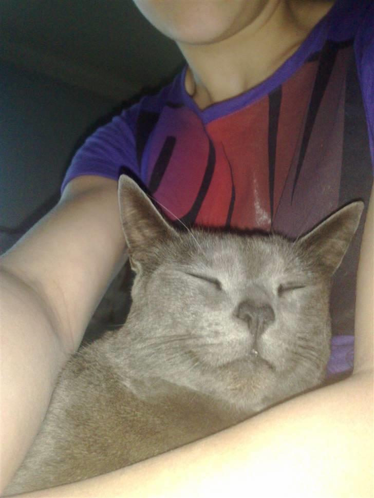 Blanding af racer Feline billede 12