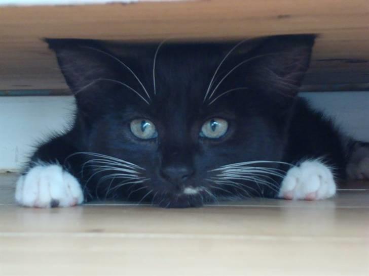 Huskat Fie billede 1