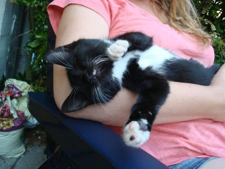 Huskat Fie billede 2