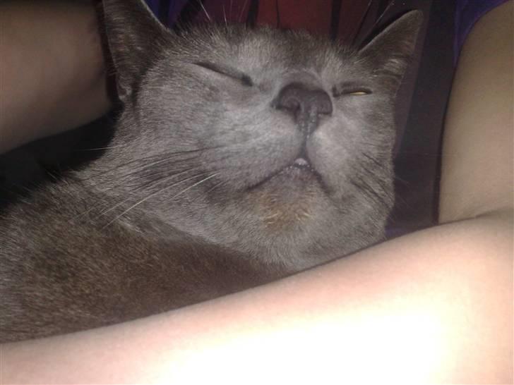 Blanding af racer Feline billede 13