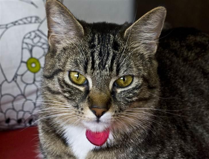 Huskat Chanel - Chanel se mig <3 billede 1