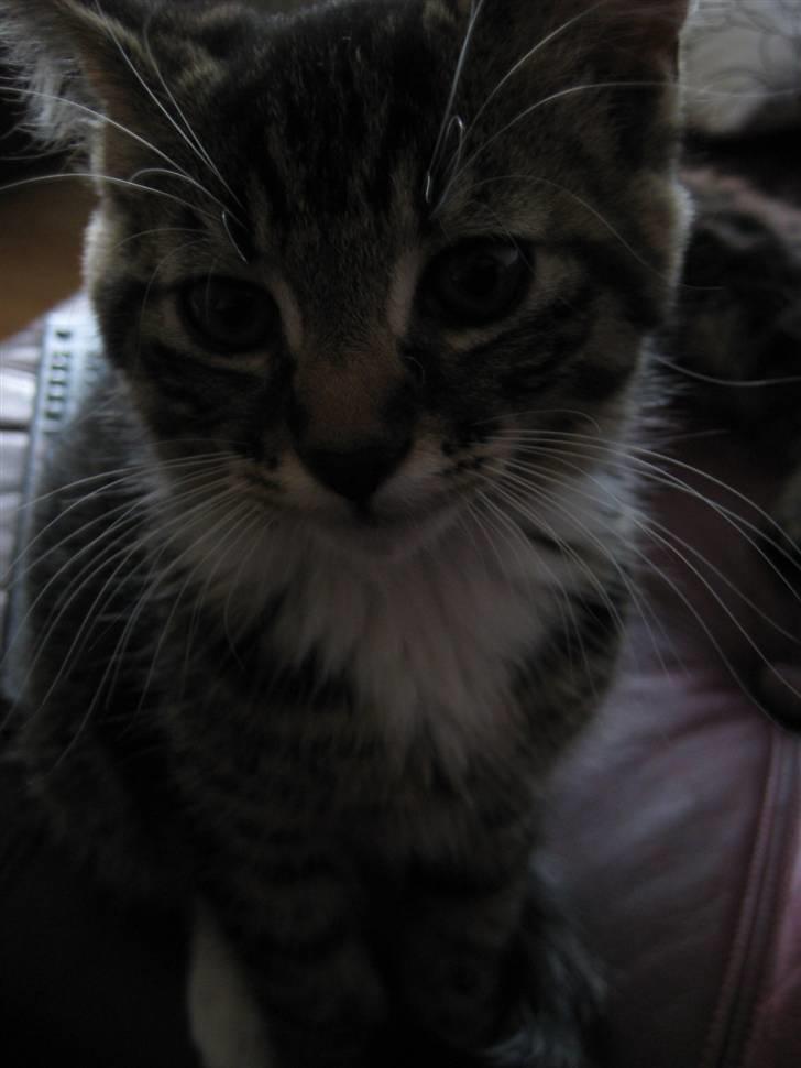 Huskat Chanel - Chanel som bette killing <3 billede 2