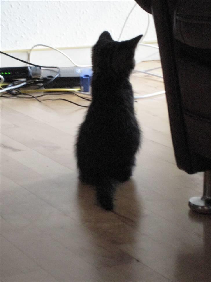 Huskat Chanel - Lad mig være lige nu (= kan du ikke se jeg vil være alene <3  billede 3