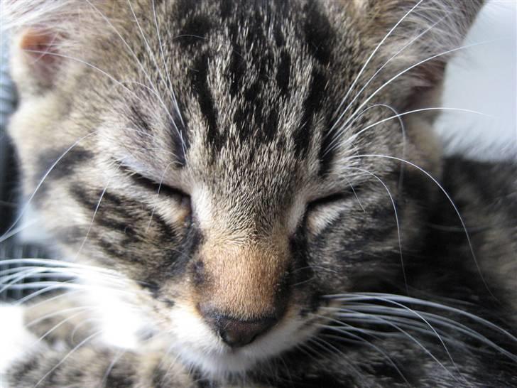 Huskat Chanel - Chanel der putter (killing)  billede 4