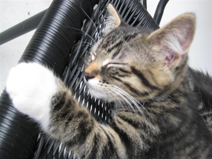 Huskat Chanel - Chanel som bette killing <3 billede 5