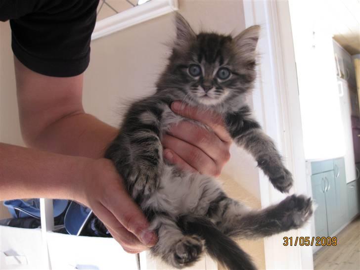 Blanding af racer Luna - Luna, ca. 8 -10 uger gammel :) billede 8