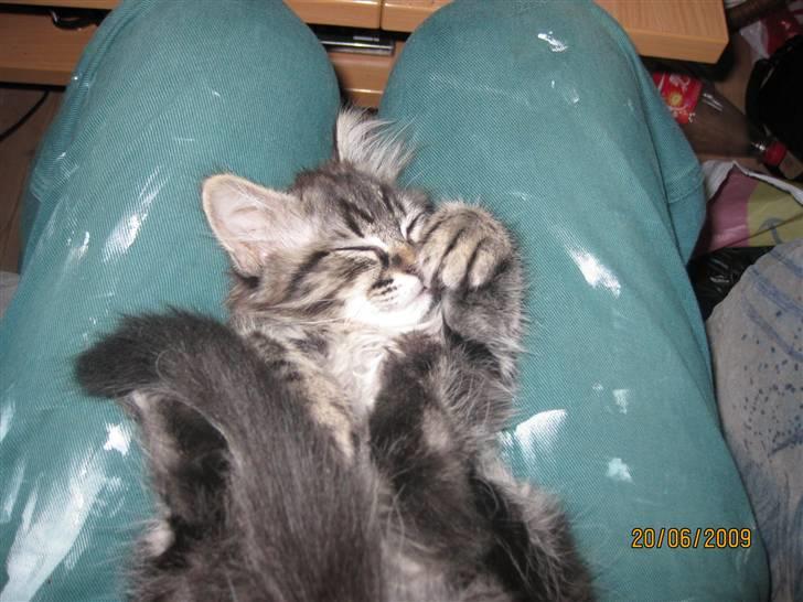 Blanding af racer Luna billede 9