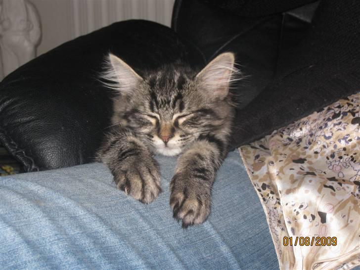 Blanding af racer Luna billede 10