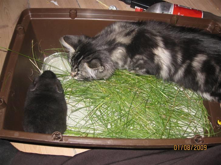 Blanding af racer Luna - Luna og Cola :) billede 11