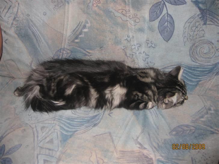 Blanding af racer Luna billede 12