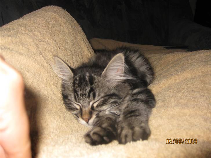 Blanding af racer Luna billede 13