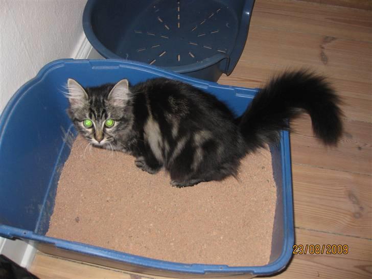 Blanding af racer Luna - BUSTED! billede 14