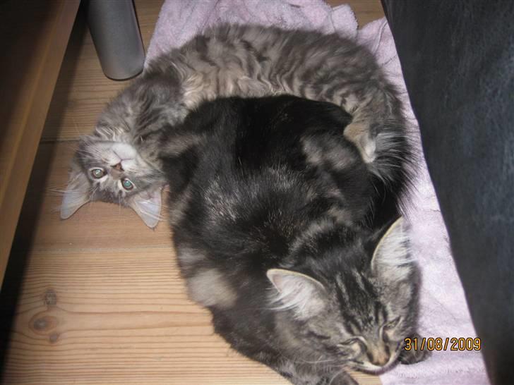 Blanding af racer Luna - Luna og lille Henning :) billede 16