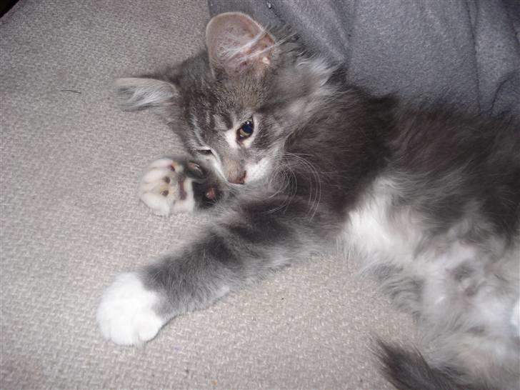 Maine Coon Tyson billede 6