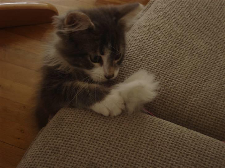 Maine Coon Tyson billede 7