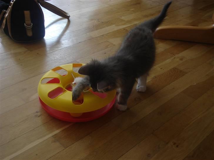 Maine Coon Tyson - dette legetøj er virkelig en god aktivitet  billede 8