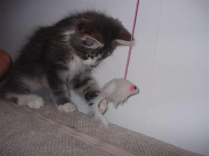 Maine Coon Tyson - Tyson ynglingslegetøj.. en drillepind med mus billede 9