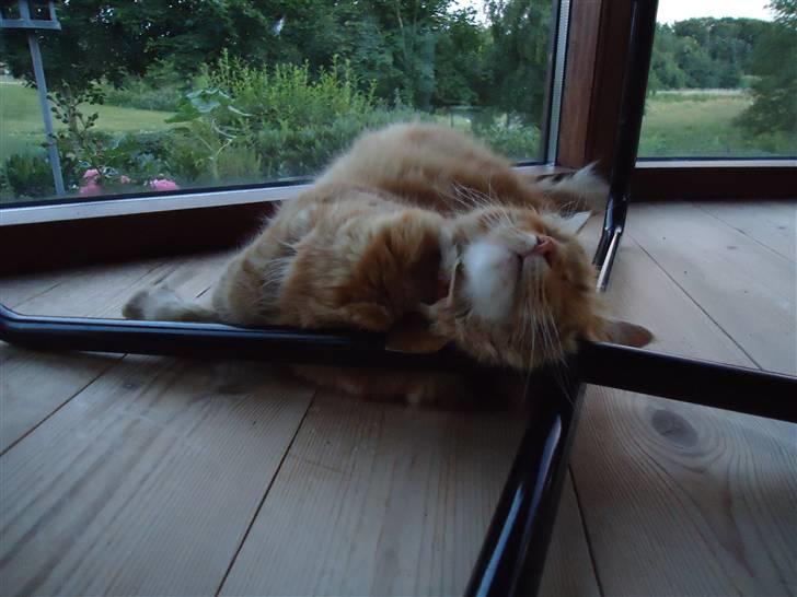 Blanding af racer Kitty <3 - Min lille højgravide Kitty elsker at ligge mærkelige steder ;D billede 17