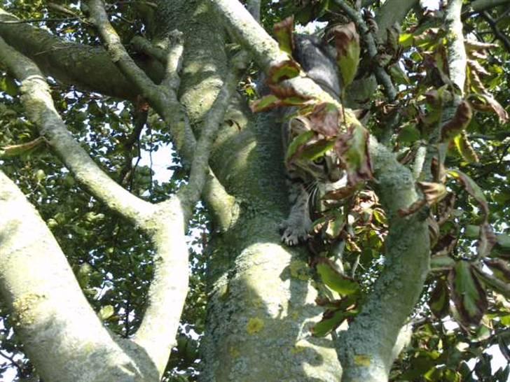 Huskat |Miranda billede 2