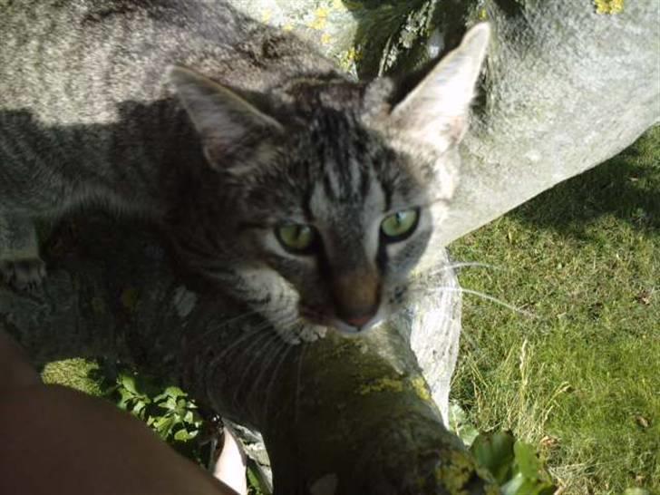 Huskat |Miranda - men man skal også ind i skyggen en gang imellem<3 billede 10