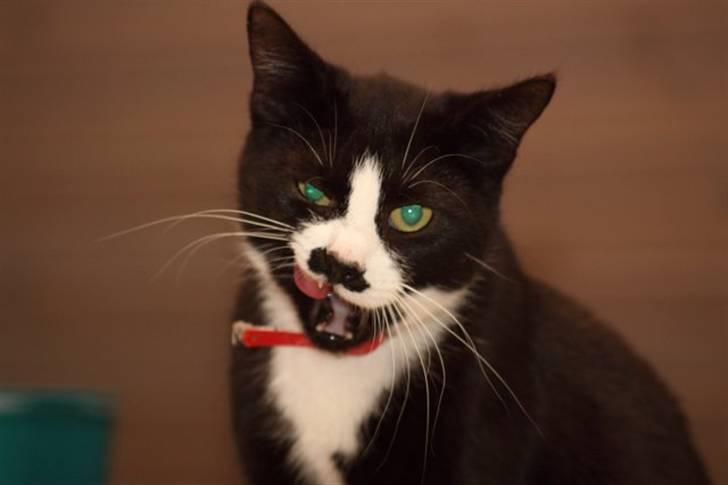 Huskat Ronja billede 2