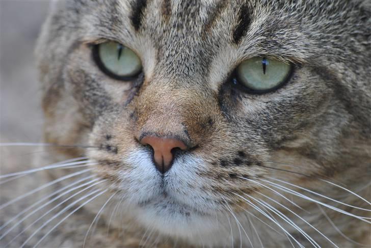 Blanding af racer Hugo Boss - Velkommen til Hugo Boss´ profil (: billede 1