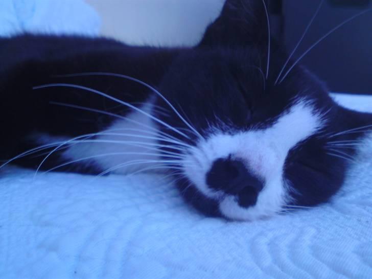 Huskat Ronja billede 3