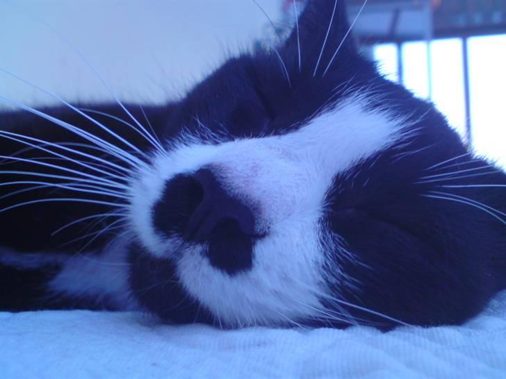 Huskat Ronja billede 4