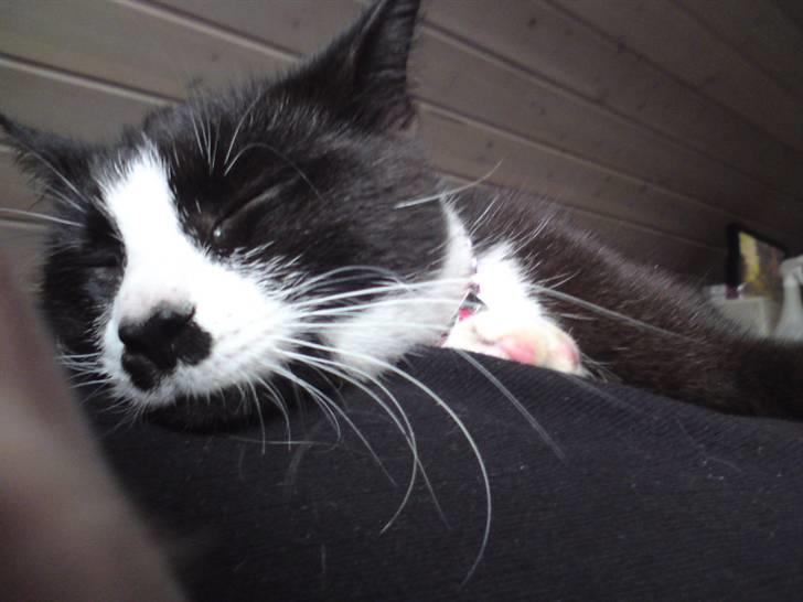 Huskat Ronja billede 5